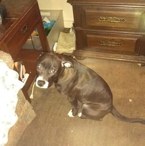 Meet your Posher, Owen